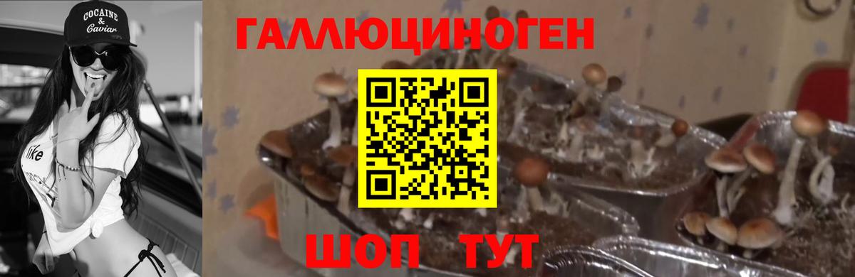 Псилоцибиновые грибы GOLDEN TEACHER Жуковский